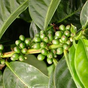 Кофе натуральный зеленый