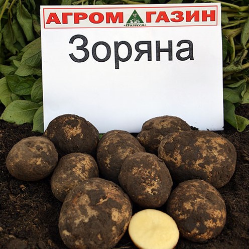 Где Купить Семена Картофеля Киевский Свитанок