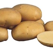 Продам картофель первой репродукции сорт Сантэ фото