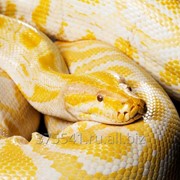 Exotic Animals cubs for sale фото