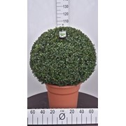 Самшит вечнозеленый -- Buxus sempervirens фотография