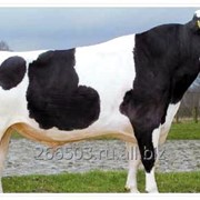 Семя быков-производителей Черно-пестрой голштинской породы фото
