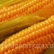 Кукуруза среднеспелый гибрид P9721 Пионер П9721 фотография