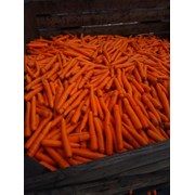 Морковь Второй сорт фото