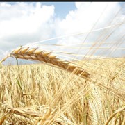 Пшеница гибридная