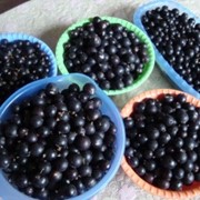 Ягоды свежие фото