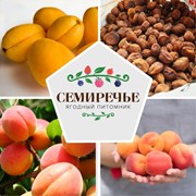 Саженцы абрикоса фото