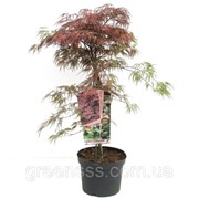 Клен дланевидный Inaba-shidare -- Acer palmatum Inaba-shidare