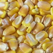 Семена кукурузы Збруч