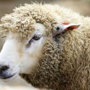 Овцы, продажа овец в Украине, Украина, Одесская область, Коминтерновское фото