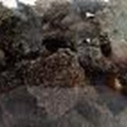 Жмых подсолнечный продажа, опт Украина фото