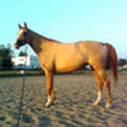 Лактобифадол для лошадей фото
