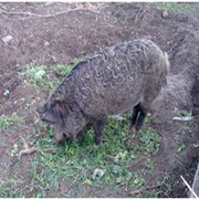 Купить свиньи мангал Украина фото