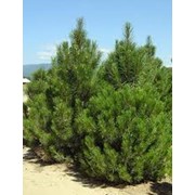 Сосна Черная Pinus nigra 100-125cm,dtbal фотография