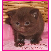 Британские шоколадные котята из питомника VIVIAN