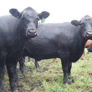 Племенные быки абердин-ангусской породы канадской селекции