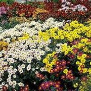 Подбор растений для цветника фото