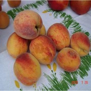 Персик “Желтоплодный Ранний“ фото
