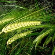 Пшеница,зерно,купить пшеницу,фураж,комбикорм,пшеница,зерно,купить пшеницу,фураж,комбикорм, фото