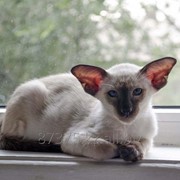 Породистый сиамский котенок из питомник фото