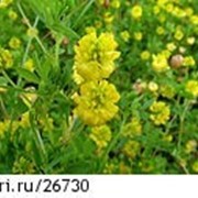 Люцерна полевая, альфальфа, Medicago sativa фото