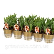 Тюльпан Flair -- Tulipa Flair