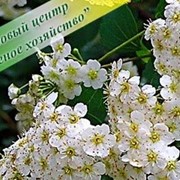 Спирея Вангутта, оптом, Белая Церковь, Киев, саженцы, питомник, купить растение