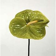 Срезанный цветок Антуриум Midori