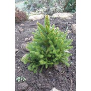 Ель обыкновенная, или Ель европейская (Picea abies) фото