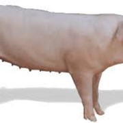 Свиньи порода крупная белая и ландрас