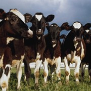Гигиенический раствор для сосков вымени коров фото