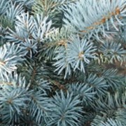 Ель колючая Glauca - Picea pungens Glauca. 180-200 см. фото