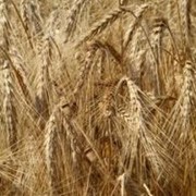 Зерно, зерновые продам