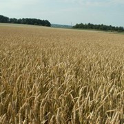 Пшеница озимая Кировоградская область фото