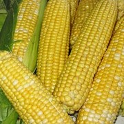 Кукуруза/Corn фото