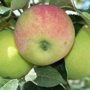 Саженцы яблони Гарант (зимові) фото