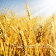 Купить пшеницу в Алматы фотография