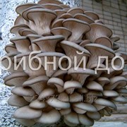 Мицелий грибов вешенка. фото