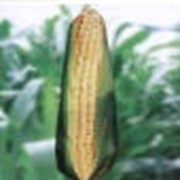 Семена кукурузы РОСС 299 MB фото