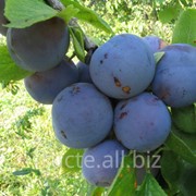 Prune in Moldova фотография