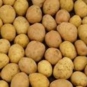 Картофель свежий фото