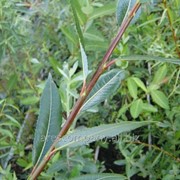 Ива Salix udensis Sekka 140 – 160 фото
