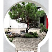 Озеленение фото