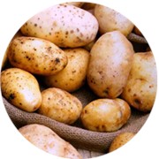 Картофель отборный фото
