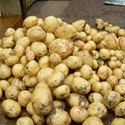 Картофель сортовой Трускавец фото