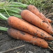 Морква свіжа фото
