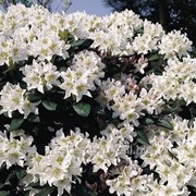 Рододендрон Rhododendron Cunnigham s White C5