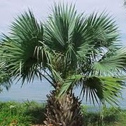 Экстракт пальмы сабаль фотография