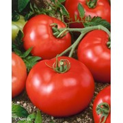 Семена томатов F1 Рюрик фото