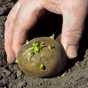 Выращивание и реализация зерновых культур подсолнечника, овощей и картошки фото